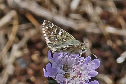 Réf. 244 710 : Pyrgus sp.